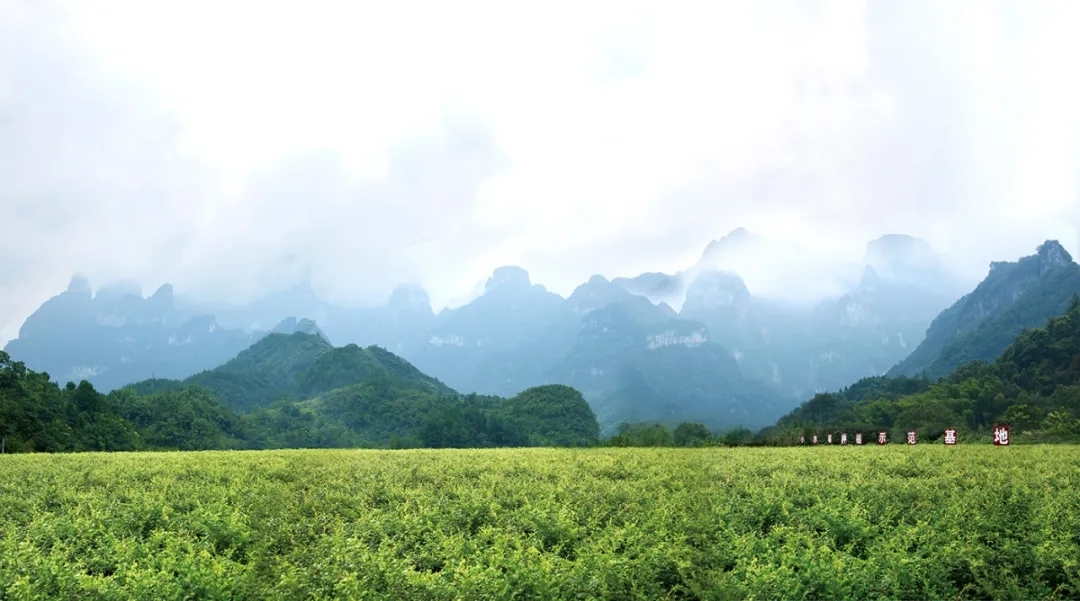 小界莓大和张家界莓茶全案霜多才是好莓茶