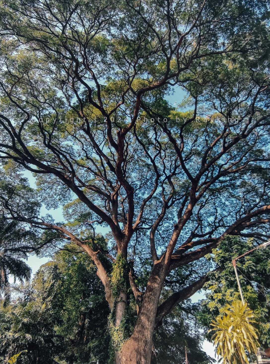 高高的大树,高高的树_大山谷图库