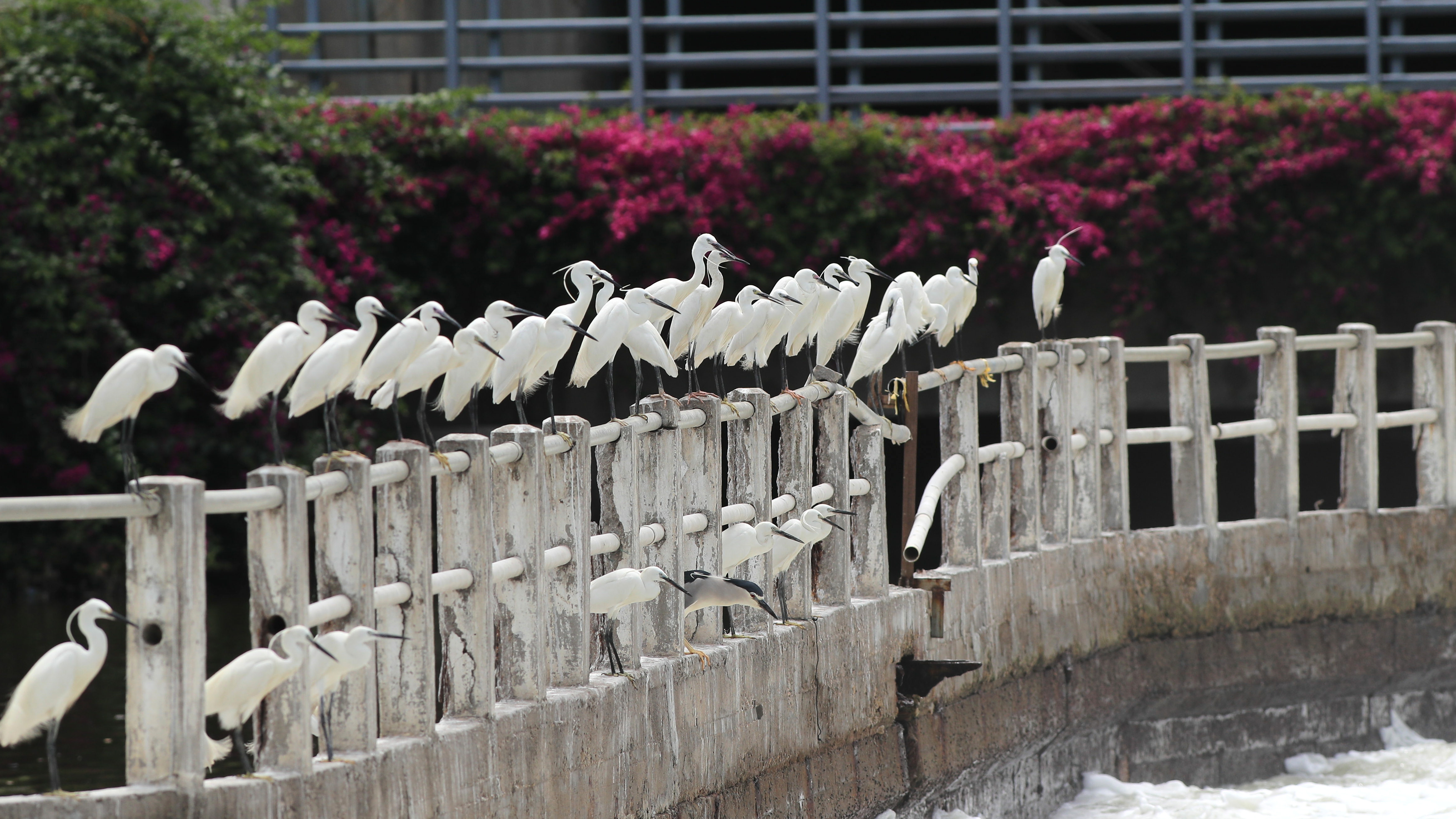 最高奖20万!快来投稿! 厦门白鹭城市形象logo设计征集&厦门白鹭卡通形