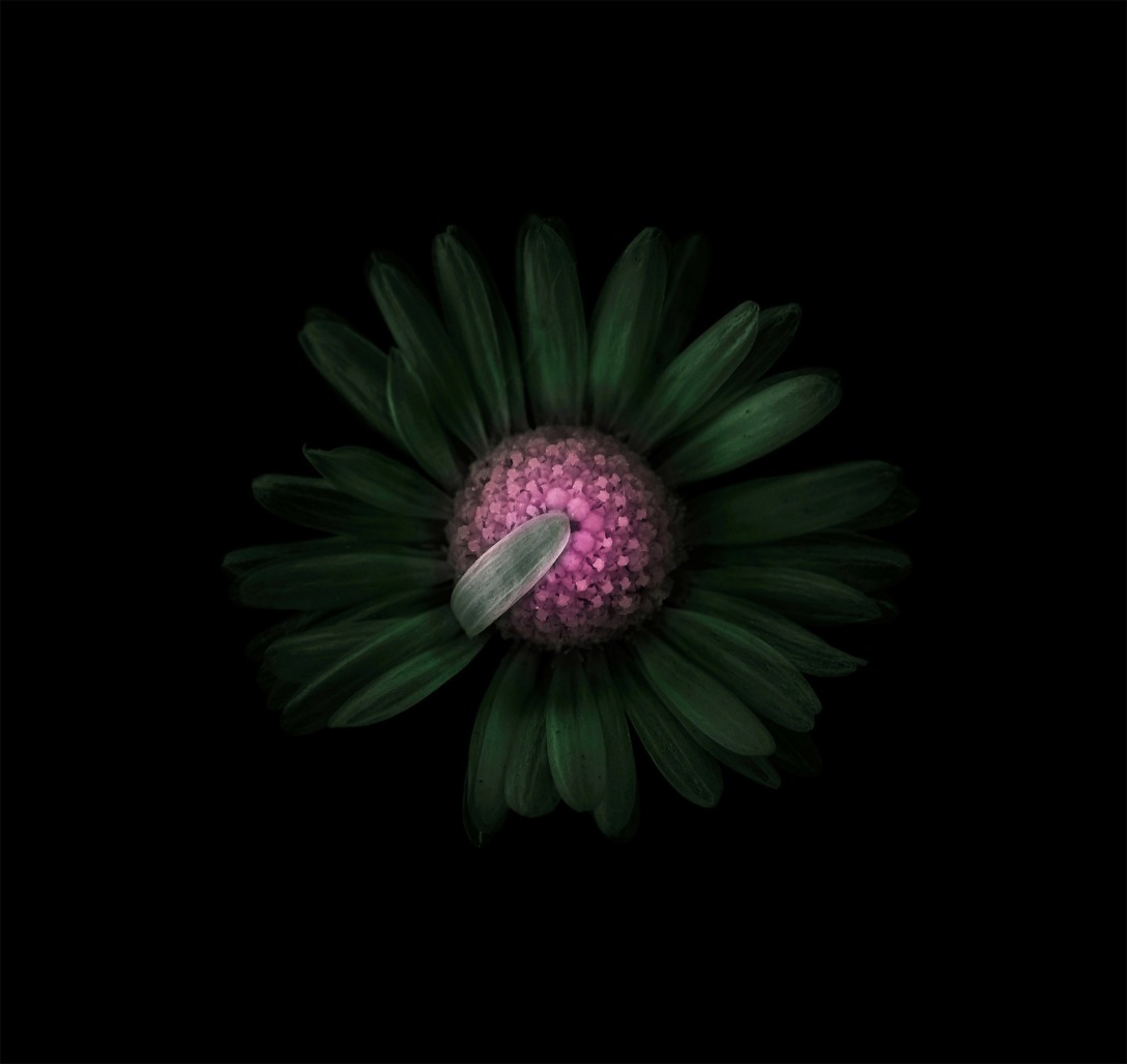 viera babecova花卉植物摄影作品-古田路9号-品牌创意/版权保护平台