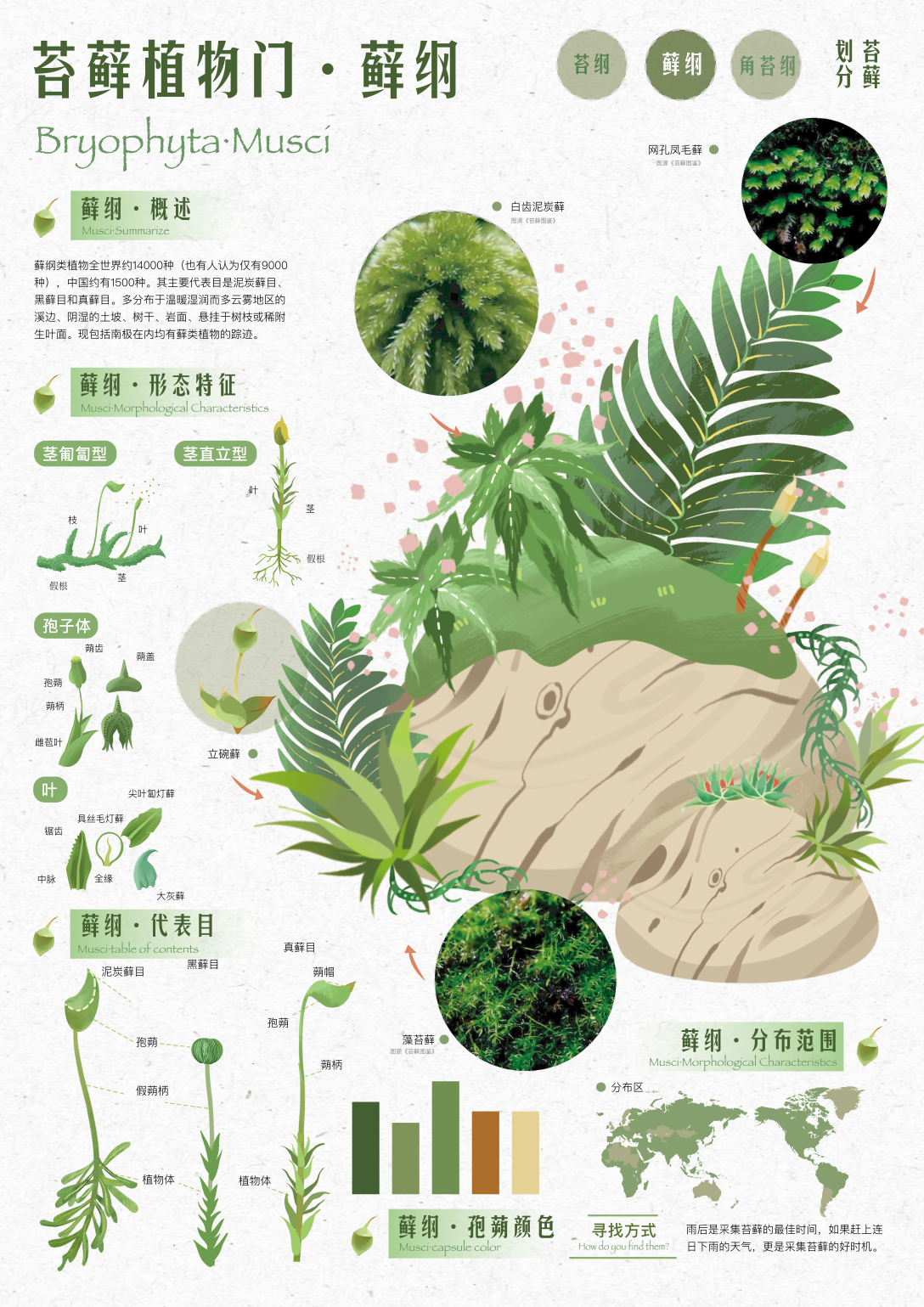 用户感知视角下苔藓植物信息可视化设计实践