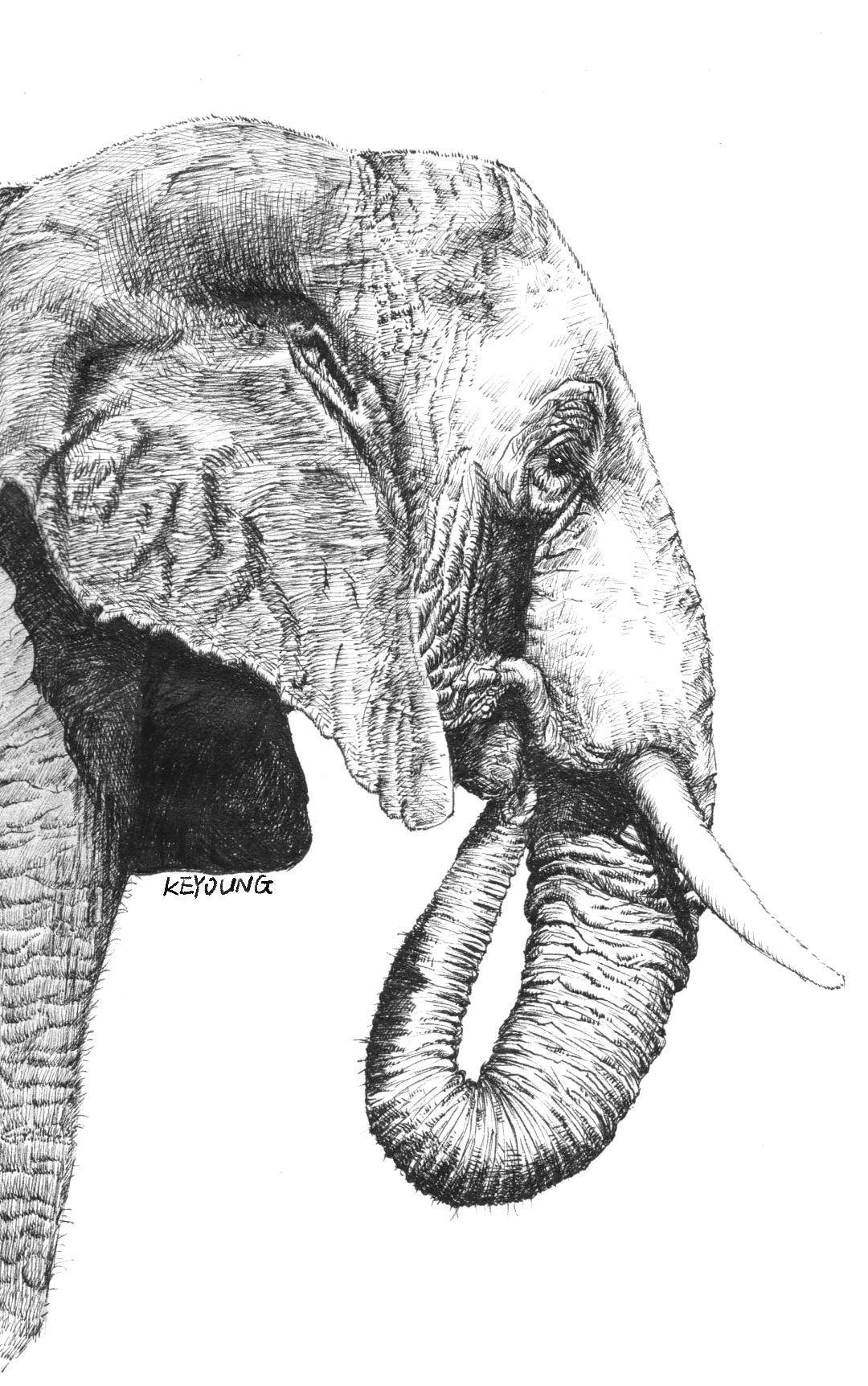 大象丨钢笔速写