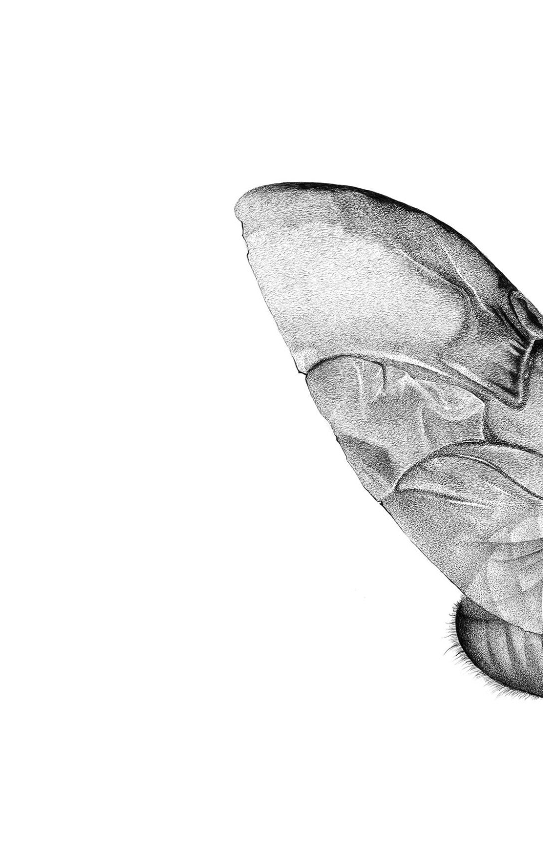 钢笔画七星瓢虫