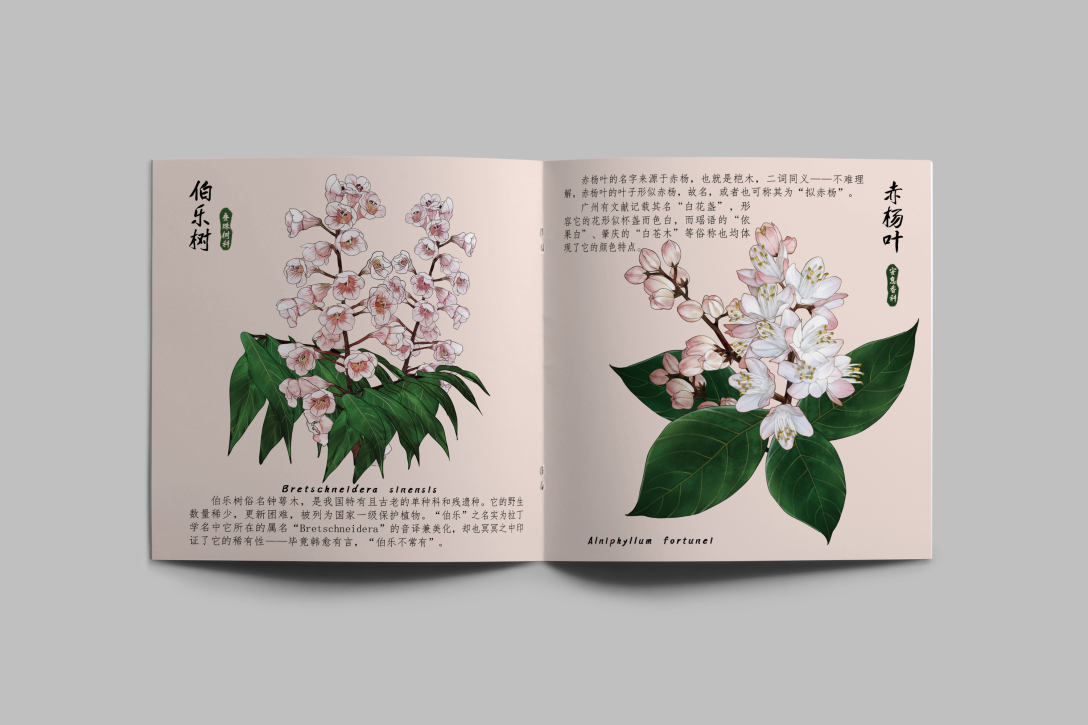 车八岭常见手绘植物宣传册书籍