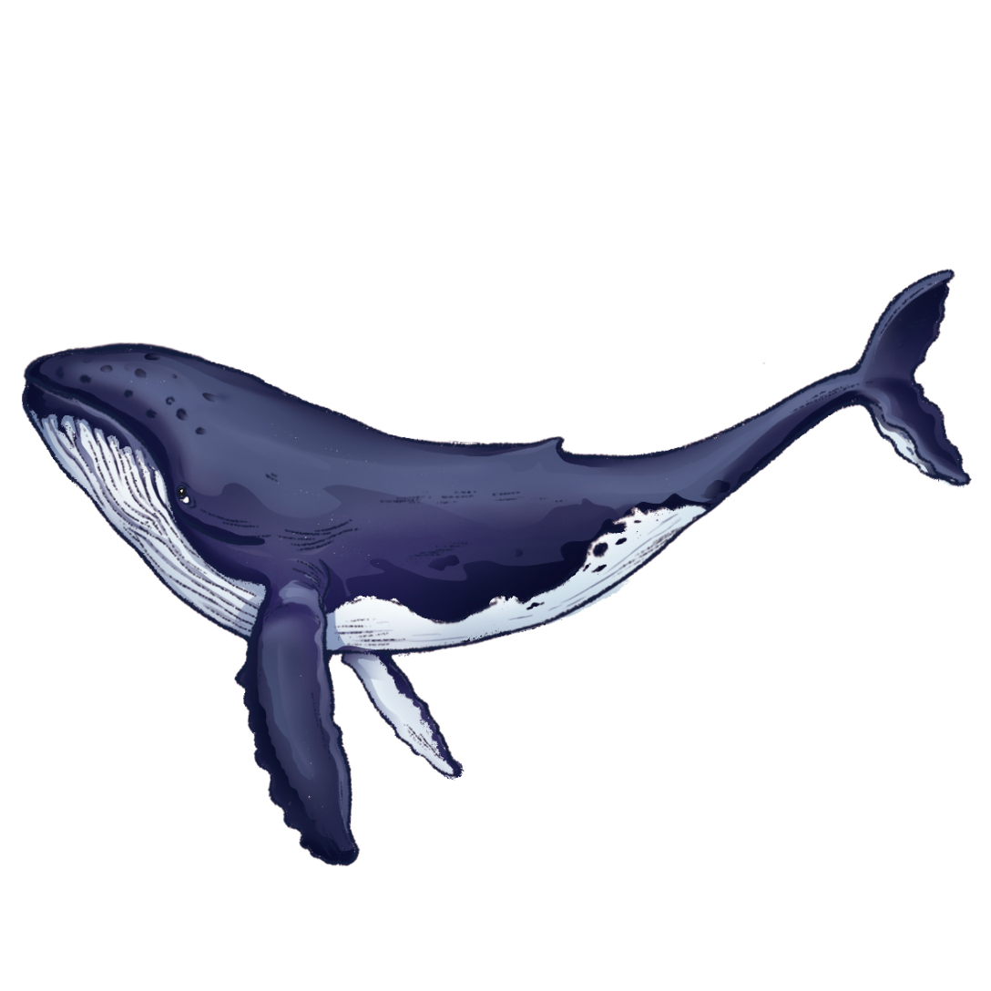 海豹虎鲸螃蟹海龟海洋生物插画评论关注湖南省  |  长沙市设计牛哞哞