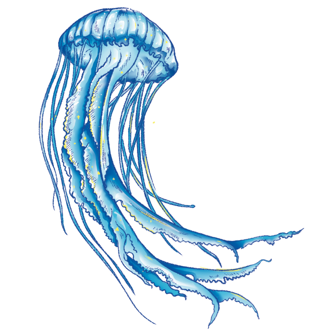 海洋生物插画评论关注湖南省  |  长沙市设计牛哞哞53220530发布于