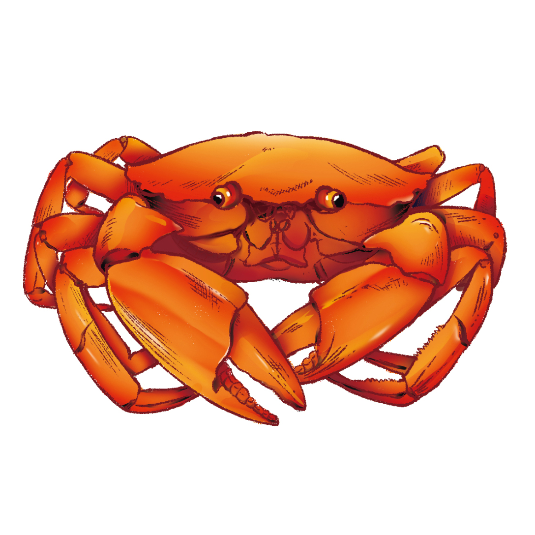 海洋生物系列插画-古田路9号-品牌创意/版权保护平台