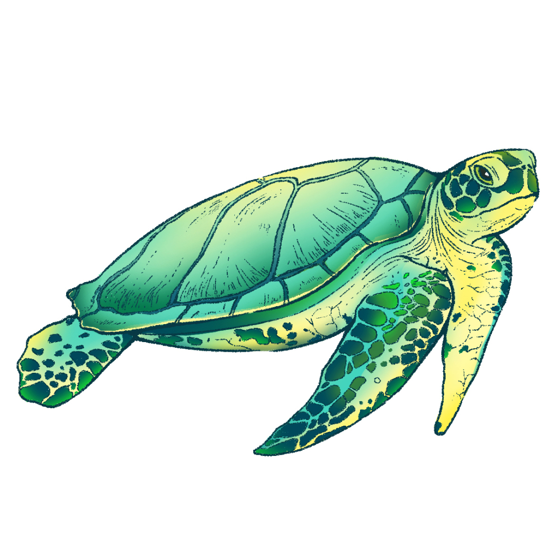 海洋生物插画评论关注湖南省  |  长沙市设计牛哞哞58820586发布于